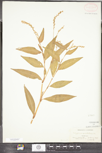 Polygonum punctatum var. punctatum image