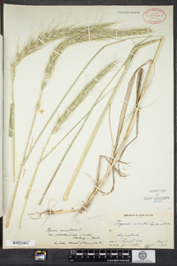 Elymus canadensis image