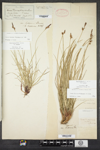 Carex lucorum image