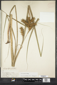 Carex lupuliformis image