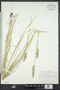 Carex stipata image