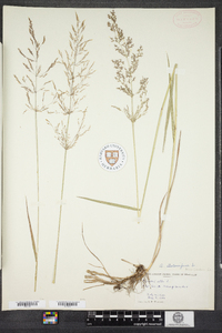 Agrostis stolonifera image