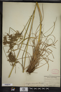 Scirpus atrocinctus image