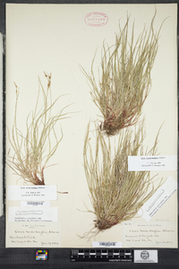 Carex novae-angliae image