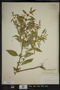 Mentha arvensis image