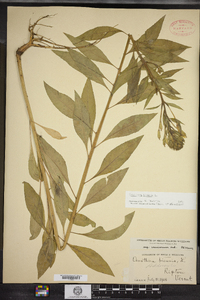 Oenothera biennis image