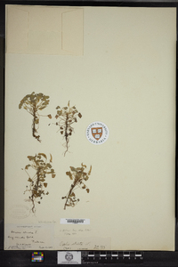 Oxalis dillenii image