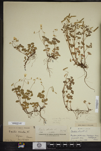 Oxalis dillenii image