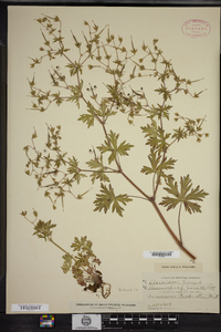 Geranium bicknellii image