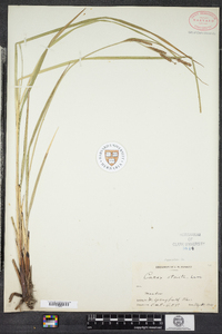 Carex stricta image