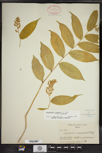 Maianthemum racemosum image