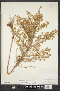 Symphyotrichum pilosum image