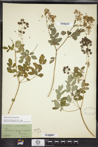 Thalictrum pubescens image