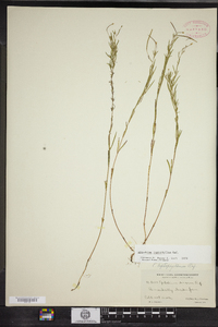 Epilobium leptophyllum image