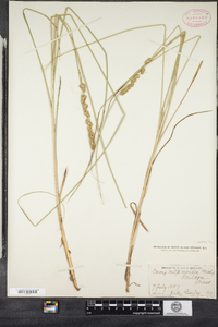 Carex vulpinoidea image