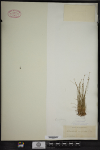 Eleocharis acicularis image