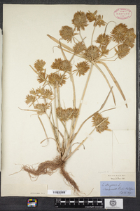 Cyperus strigosus image