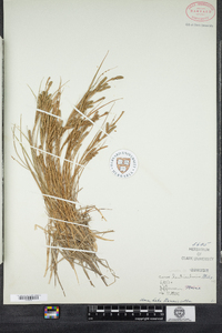 Carex lenticularis image