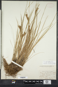 Carex lenticularis image