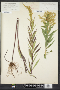 Solidago canadensis image