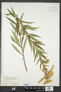 Solidago canadensis image