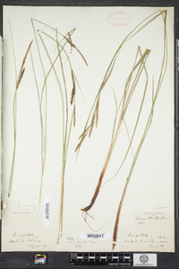 Carex stricta image