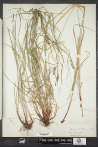 Carex swanii image