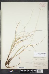 Carex tenera image