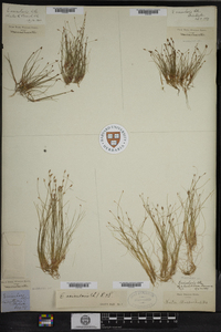 Eleocharis acicularis image