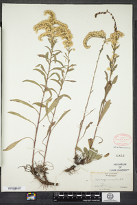 Solidago nemoralis image