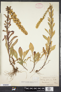 Solidago puberula image