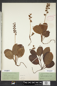 Pyrola elliptica image