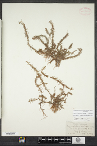 Myriophyllum pinnatum image