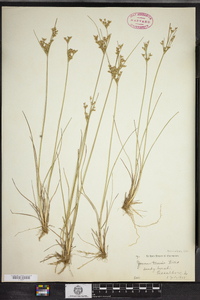 Juncus tenuis image