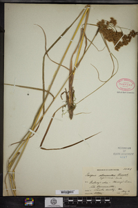 Scirpus cyperinus image