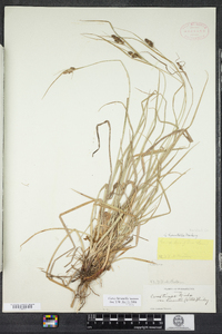 Carex hirsutella image