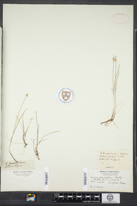 Carex pauciflora image