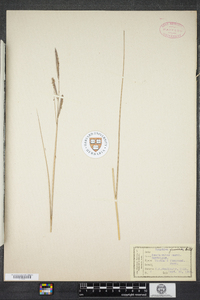 Spartina patens image