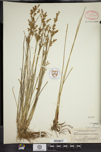 Juncus brevicaudatus image