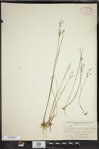 Juncus brevicaudatus image