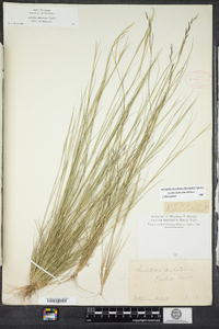 Aristida dichotoma image