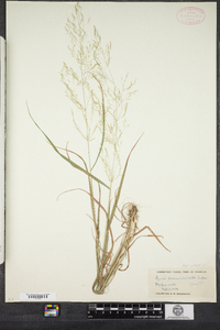 Agrostis perennans image