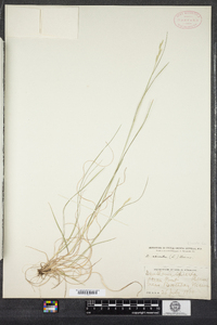 Danthonia spicata image