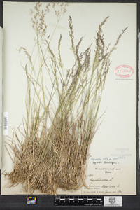 Agrostis stolonifera image