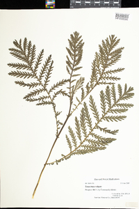 Tanacetum vulgare image