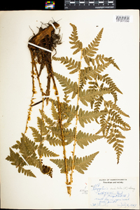 Dryopteris cristata image