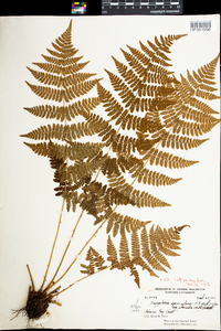 Dryopteris intermedia image