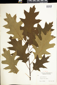 Quercus rubra image