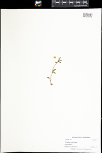 Oenothera perennis image