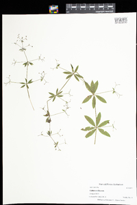 Galium triflorum image